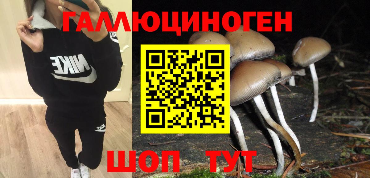 Сунжа  Псилоцибиновые грибы Psilocybine cubensis  Псилоцибиновые грибы Cubensis  Вход с VPN 