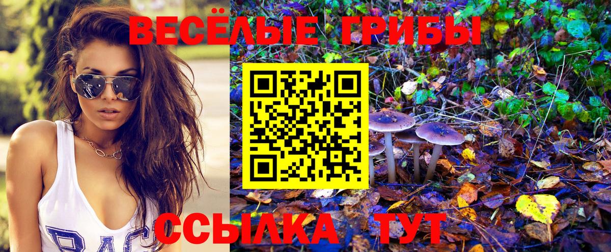 Псилоцибиновые грибы Psilocybe Сунжа